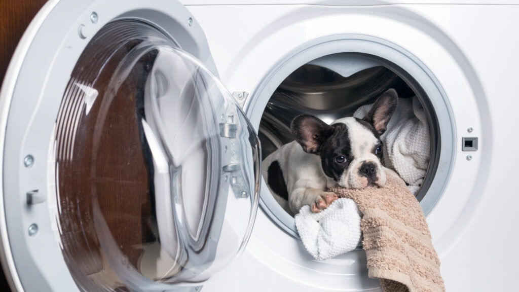 dryer with a dog inside