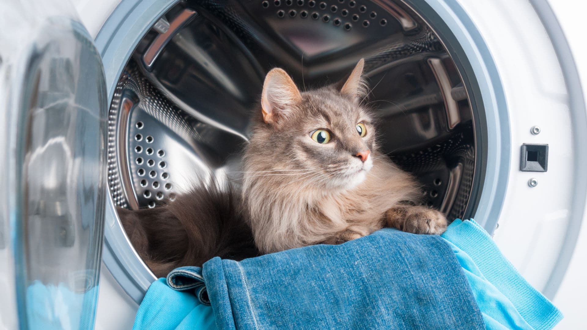dryer with a cat